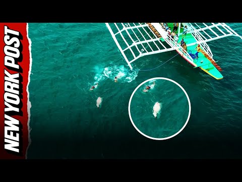 Drone captures dramatic rescue of runaway cow stranded in lagoon