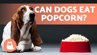dogs have popcorn