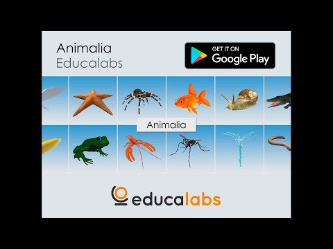 Animalia Educalabs Video