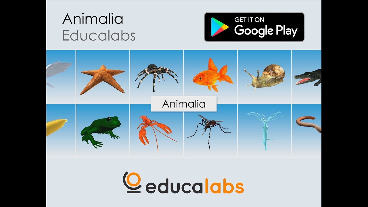 Animalia Educalabs - Google Play - EN