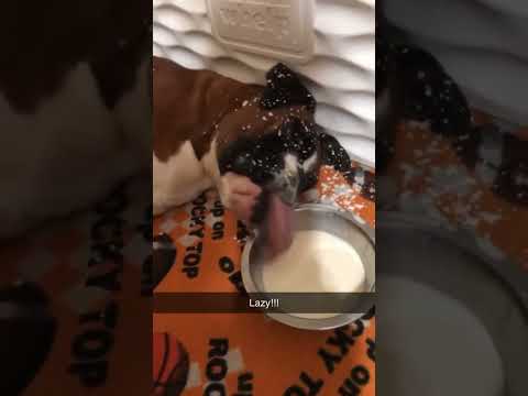 איך כלב עצלן שותה חלב בלי לקום?