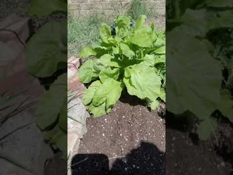 , title : 'How to grow mustard spinach'