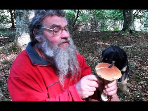 Karl Johan-svampe/ Ekspert Sten Larris/ På Opdagelse Djursland