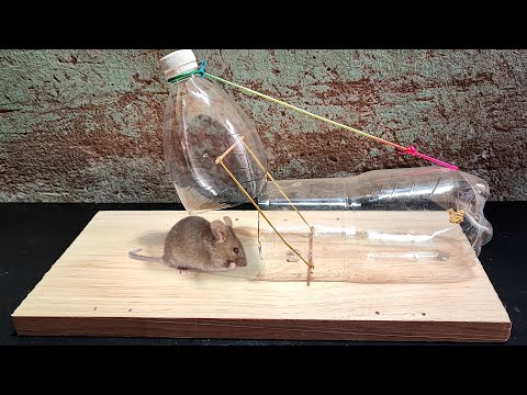 Easy and Best Plastic Bottle Mouse Trap