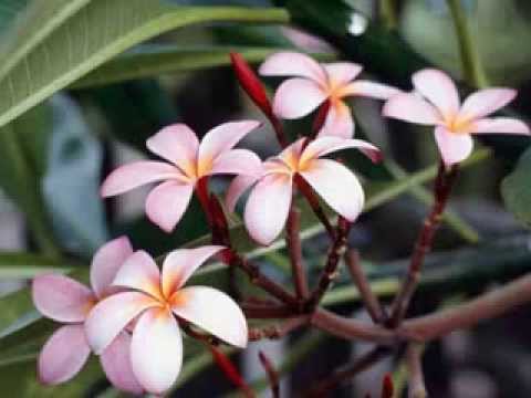 Sharzy ft  Oshen   Tau'mai   YouTube