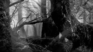 &quot;Eternal Beauty Of The Trees&quot;  UARAL.