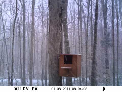 One minute watching Sandy's barred owl nesting box