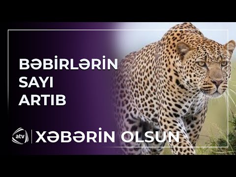 Azərbaycanda bəbirlərin sayı artıb