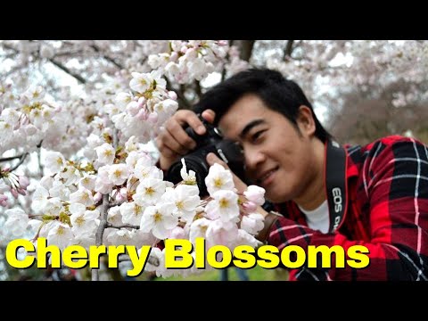 Toronto's Spring in 3 minutes