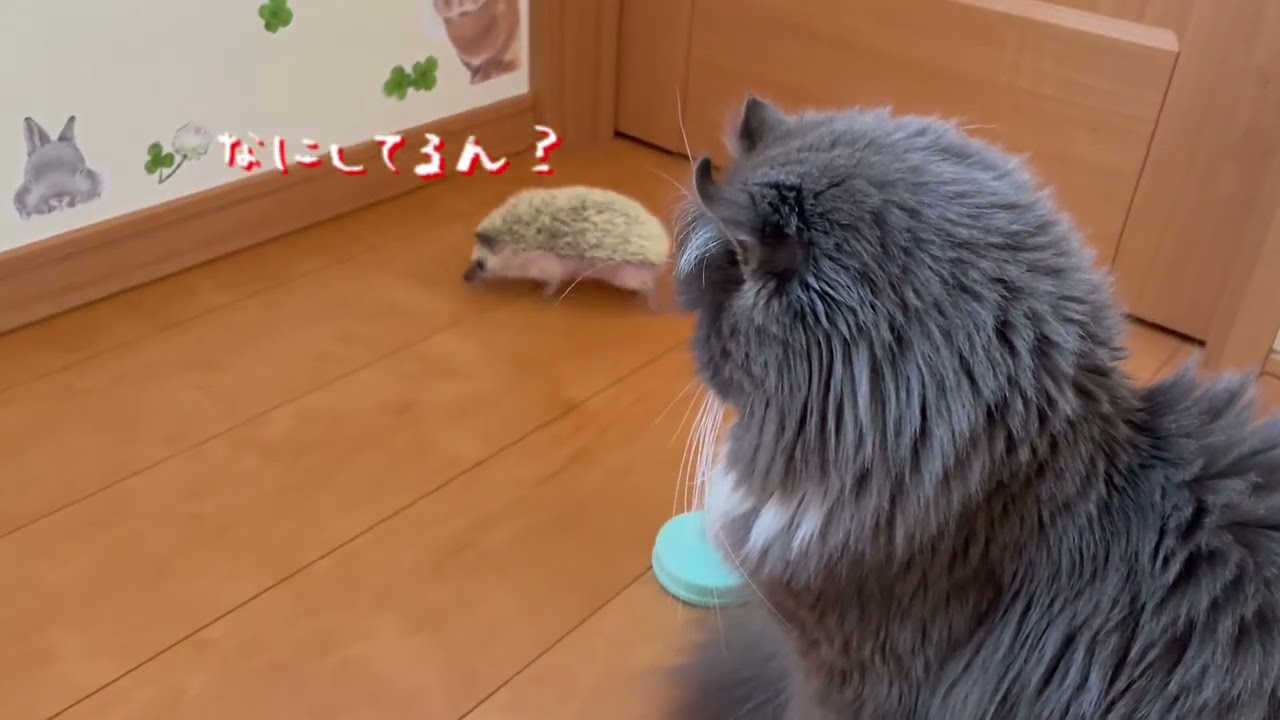 ぐるぐるまわるよ