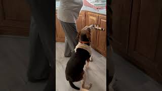 Video preview image #1 Mutt Puppy For Sale in Rustburg, VA, USA