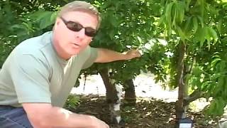 High Density Fruit Tree Growing