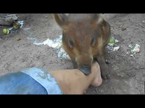 Give our Bushpig 'Herbie' a new home