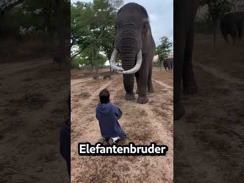 Der elefant raubte den jungen aus 🐘😮