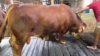 Download lagu SAPI TERBESAR DI WATUMALANG ?? tri sakti dari bibit harga 25jt 🔥 mp3 Download lagu SAPI TERBESAR DI WATUMALANG ?? tri sakti dari bibit harga 25jt 🔥 mp3