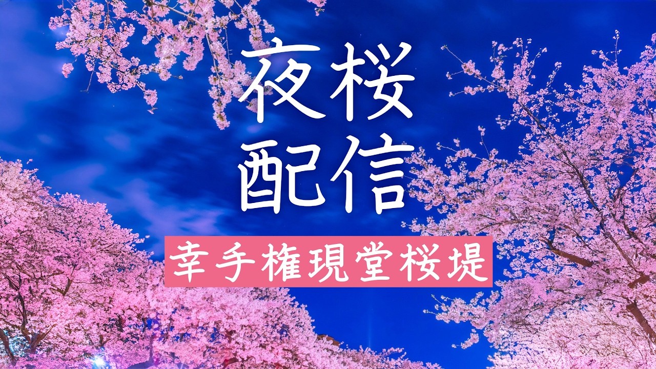 幸手権現堂桜堤 2026 関東最大級の桜の名所（ライトアップ配信🔦）🌸埼玉桜の名所🌸【お花見ライブ配信🌸アーカイブ】Satte Gongendo Cherry Blossom Embankment