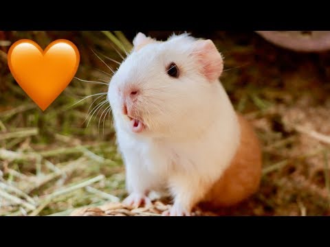 YouTube video about: How do I know if my guinea pig likes me?