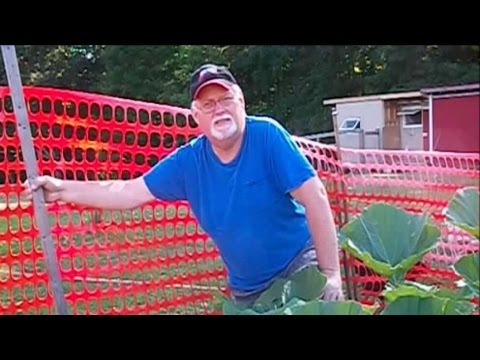 How To Trim Dill's Atlantic Giant Pumpkin Vines