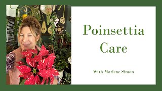 Poinsettia Care