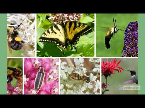 The beauty of pollination 2nd grade