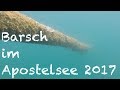 Diving - Barsch im Apostelsee - Deutschland 2017 - Europa, Ettenheimer - Apostelsee, Deutschland, Baden Württemberg