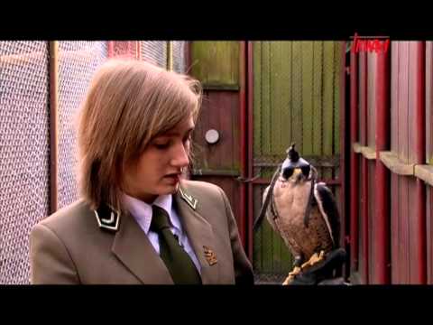 Sokolnictwo - Odcinek 2\2 - Na Tropie - Program myśliwski Tv Trwam