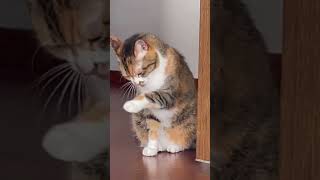 ねこ ネコ 猫 Cat 5 #Shorts