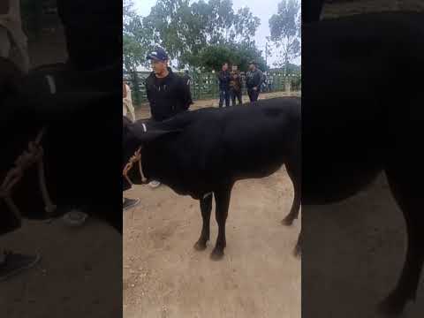 #pernambuco #gado #pecuarista #youtubeviral #fazenda #agro #youtubeshorts #venturosa