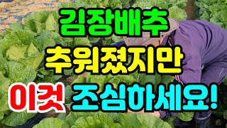 김장배추 친환경살충제 지금 꼼꼼히 확인 안하면 수확하기 힘들어요. 지금 꼭 확인하세요.