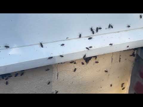 Massive Amount of Boxelder Bugs All Over the Home in Metuchen, NJ