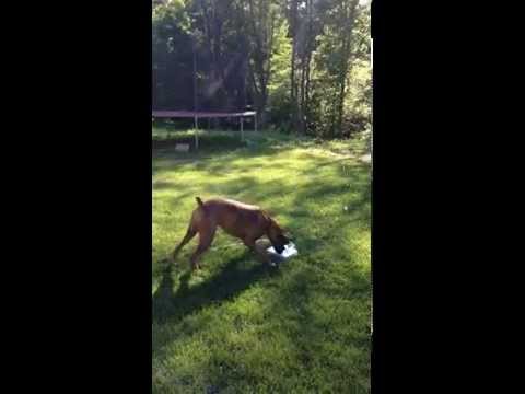 Boxer dog has fun playing with paw-activated fountain.