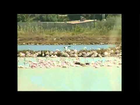 I fenicotteri di Molentargius