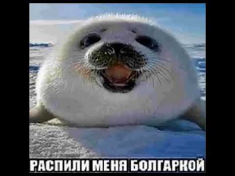 пожалуйста!!! распили меня болгаркой😰😢😥