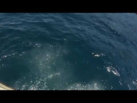 MONSTER YELLOW TAIL KINGFISH FREE DIVING