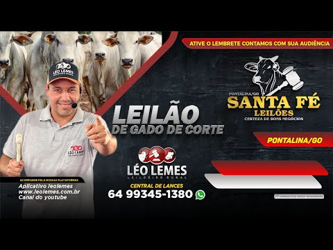 Leilão de Gado de Corte em Goiás - Santa Fé Leilões - Pontalina-Go -  14/03/2024 | Leilão Ao Vivo