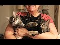 Stray Kittens Sneak Into House To Adopt Family Living There