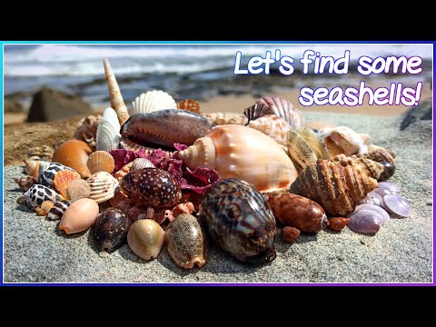 Finding Seashells at Low Tide | Gems on the Wrack-line [Virtual Shelling]