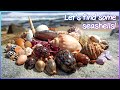 Finding Seashells At Low Tide Gems On The Wrack Line Virtual Shelling