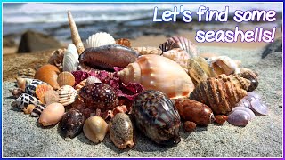 Finding Seashells at Low Tide | Gems on the Wrack-line [Virtual Shelling]