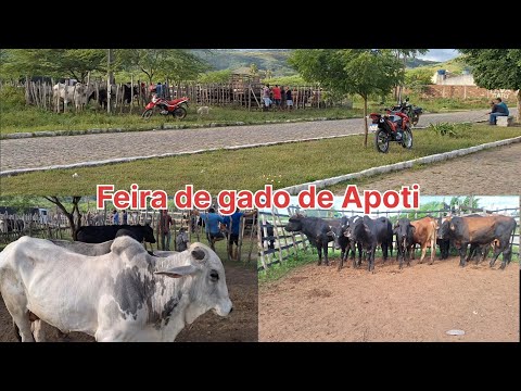 Feira de gado de Apoti Município de Glória do Goita-PE dia 14/04/24