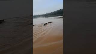 topou um bando de capivara no rio