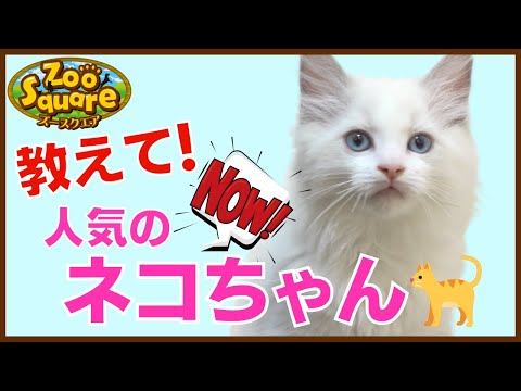 ズースクエア岡崎店_#3 猫ちゃん編