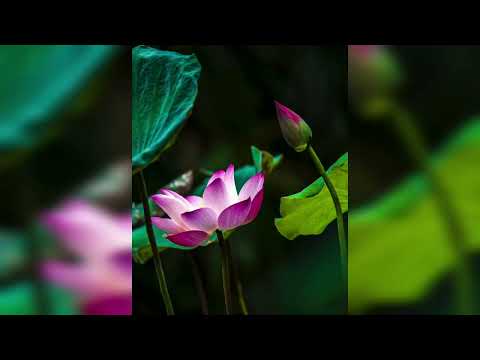 wila mada olu nelum විල මැද ඕලු නෙලුම් hr jothipala එච් ආර් ජෝතිපාල