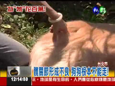 更換人工關節 婦砸百萬救愛犬