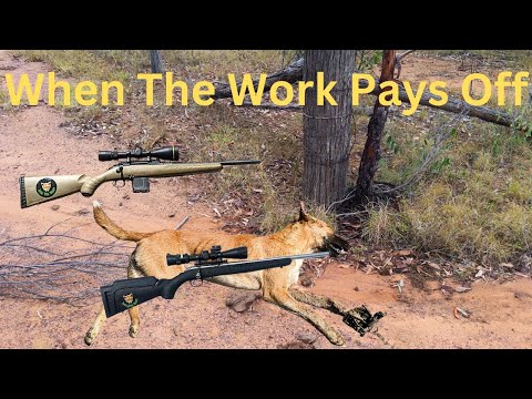 Trapping With The Goannas Part 3