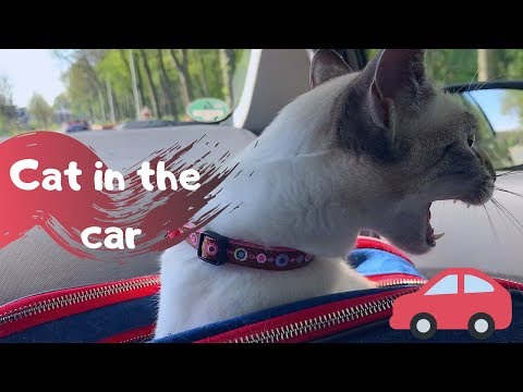 🌀Cat in the car! Is Mia freaking out in the car? | Thai cats | Traditional Siamese cats