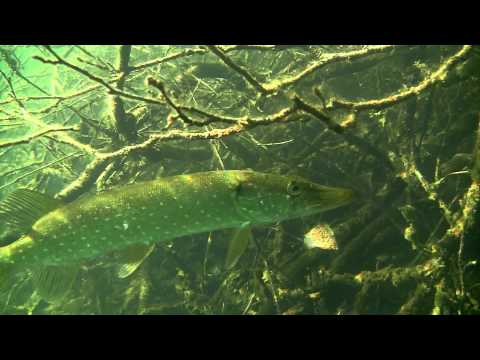 Rohkea hauki päästää kuvaajan lähelle