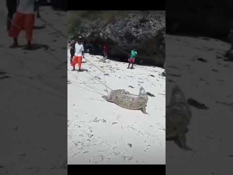 Mamba Anaonekana Baharini Kiwengwa Zanzibar........