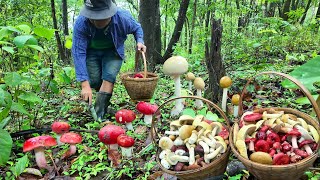 เจอดงเห็ดก่อแดง ป๊าดออกเป็นหมู่ๆเลย เห็ดผึ้งข้าว เห็ดระโงกดอกงามๆดอกใหญ่ๆหมานล้นตะกร้าอีแล้ว