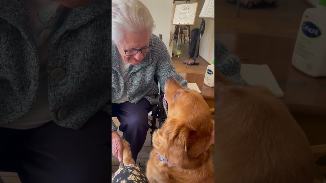 Blossom, a ADOPTABLE Golden Retriever in Los Angeles, CA video 4/4